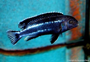 Pseudotropheus perileucos 'Likoma Island'